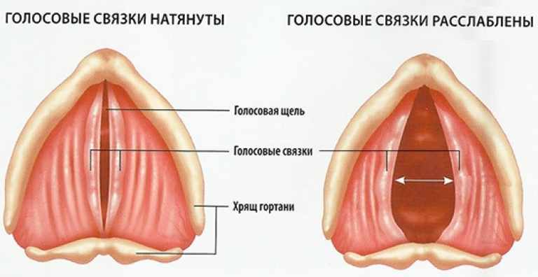 голосовые связки